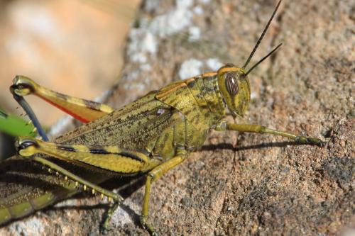 Réf. 274 224 : Anacridium aegyptium